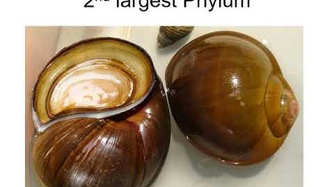 PPT OF CHAPTER 10 XI || DR ARIJO