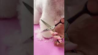 ✂How to scissor a front legs with flares✂#doggroomingtips  #melanienewman_salonessentials #bichon