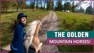 Equestrian Rides the Haflinger in South Tyrol! by DiscoverTheHorse 33,020 views 2 months ago 11 minutes, 11 seconds