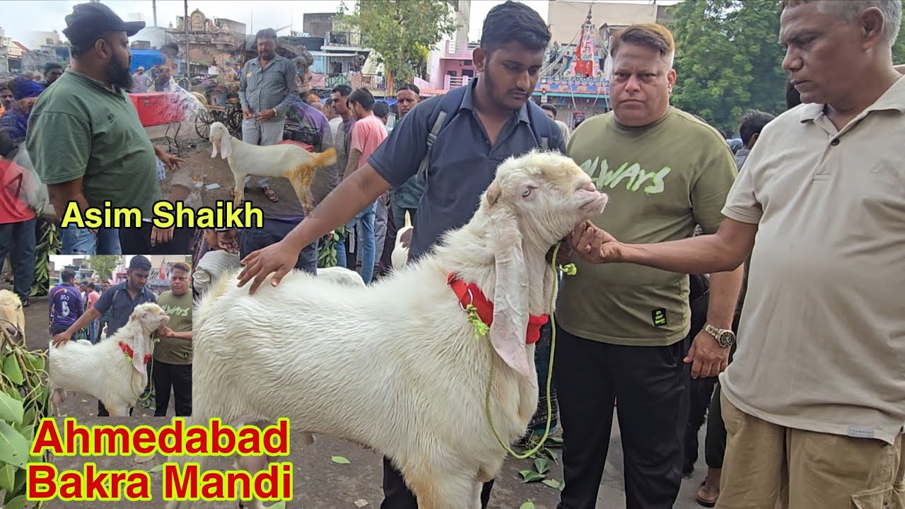 Patira Bakra Mandi Chamanpura Ahmedabad.