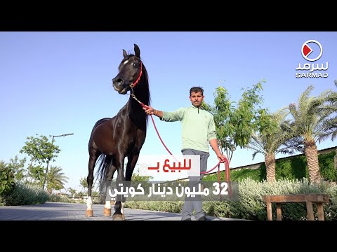 فيديو: حصان الخليج. اجمل حصان