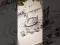 Drawing of Swan water #shorts #viralshorts #trending #drawing #pencilsketch #sketch #artist #artwork