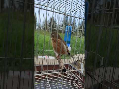 تغريد العندليب