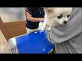 突然倒れてしまった愛犬を病院で検査してもらいました。
