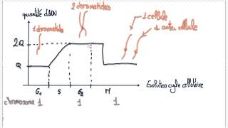 Capsule 10 complément, évolution quantité d'ADN cycle cellulaire   2018