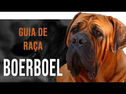 Vídeo: Tipos diferentes de Pinschers do Doberman