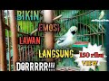 🔴pancingan  burung sirtu bikin emosi lawan//cipou brondol