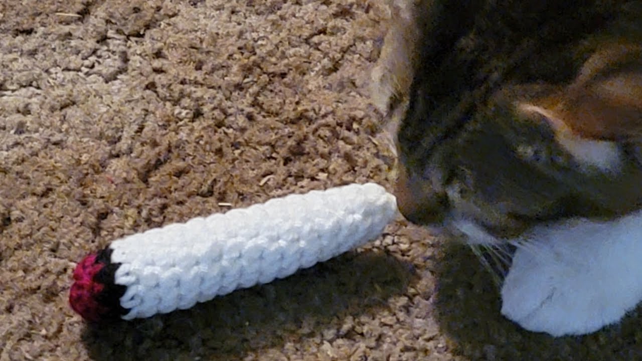 Catnip Dubie joint for cats YouTube