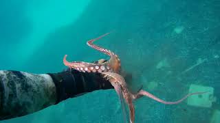 #deniz #ahtapot #keşfet #hunter #kuşadası #sea #タコ #octopus #octopushunting (1)