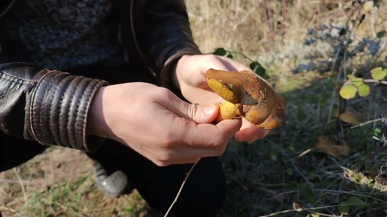 Маслёнок зернистый(Suillus granulatus) Внешний вид и особенности 🍄