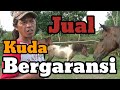 JUAL KUDA BERGARANSI - Ada Kuda Anjing & Kuda Jenis G