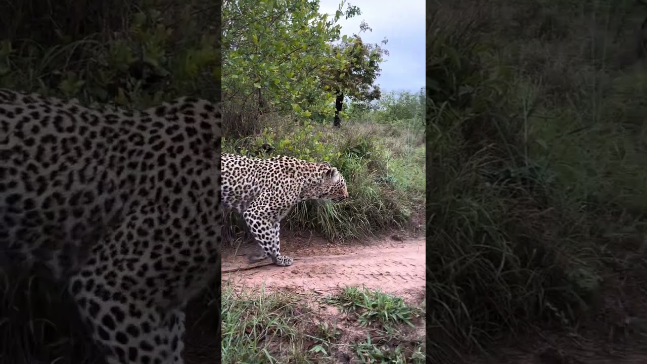 #leopard