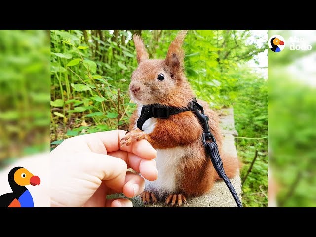 Squirrel Who Falls From Roof Finds Dad Who Wont Give Up on Him - TINTIN | The Dodo