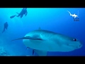 Fuvahmulah maldives Tiger shark dives
