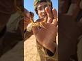 عقرب المقابر أو عقرب أبو جنزير Androctonus Australis Mohamed Wagih محمد وجيه صيد 