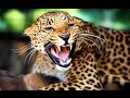 #وثائقي | سر البرازيل : بانتانال البرية | نات جيو وايلد العربية | Nat Geo Wild Arabic