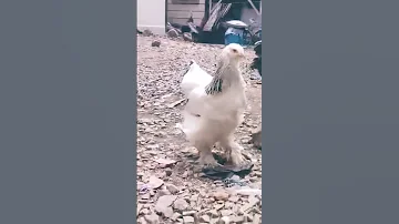 Dance Funny Chicken Comedy Pets Song Kuku Brand Best Cute Funny Cute Channel Murga 