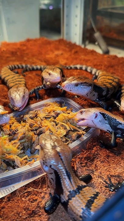 Новинки в Ekzomania! #вмиреживотных #питомцы #животные #рептилии # ...