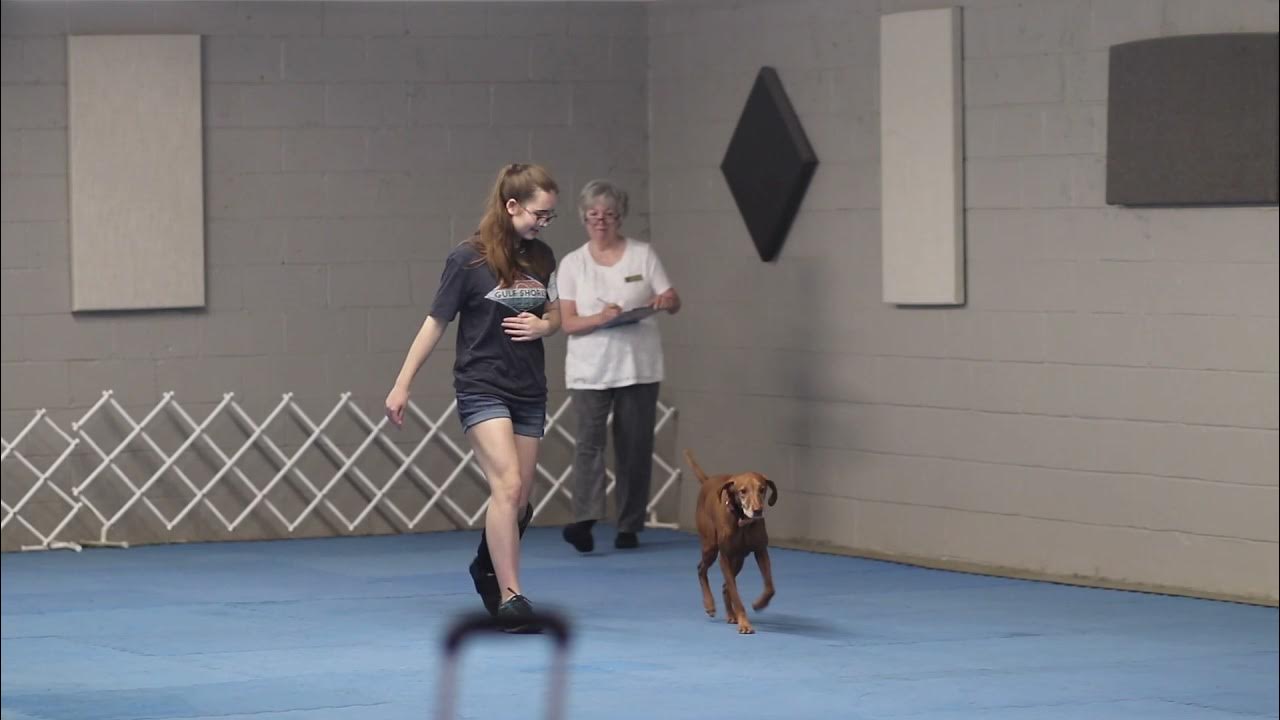 akc-preferred-novice-obedience-185-5-1st-place-9-12-21-trial-2