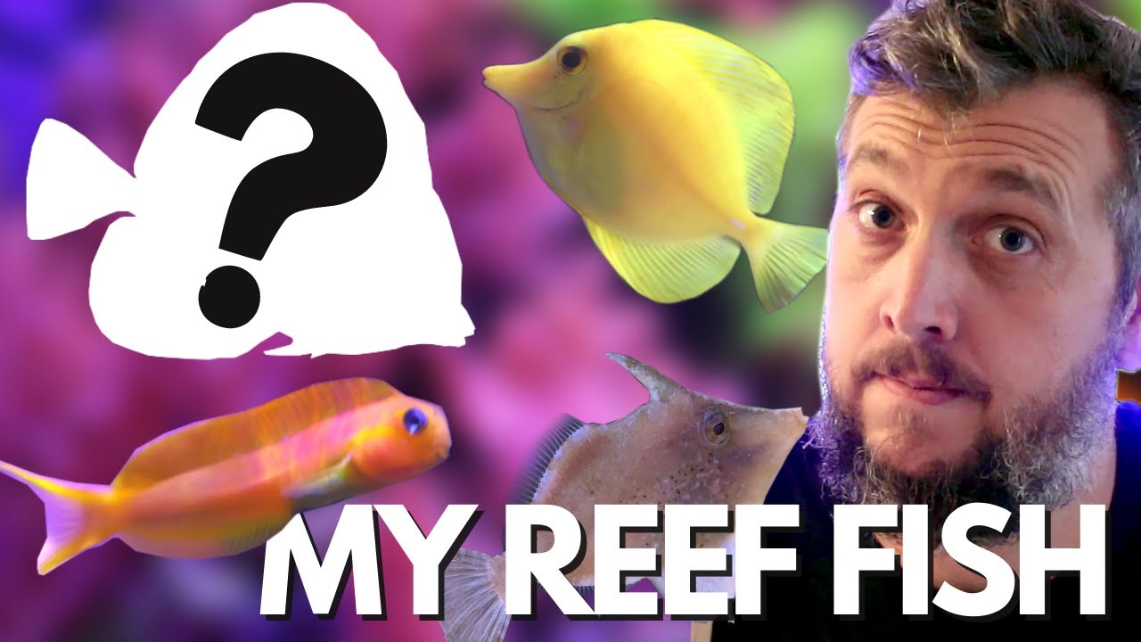 Every Fish in my 125g Reef Aquarium Minus My Favorite Fish!! - YouTube