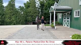 Palace Malice X Zee Ro Drop 21 Hd 720P