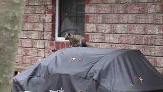 Squirrel Zapper, Shocking, Squirrel vs. bird feeder. Cat Video entertainment