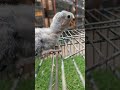lovebirds #birds