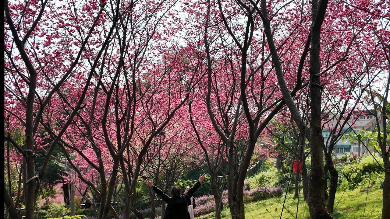 【2026 賞櫻EP9 】🌸鶯歌永吉公園🌸#炮仗花#  八重櫻#粉紅垂枝櫻 #