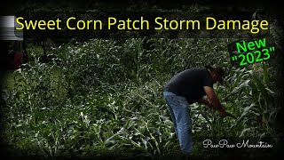 Sweet Corn Patch / Storm Damage 2023