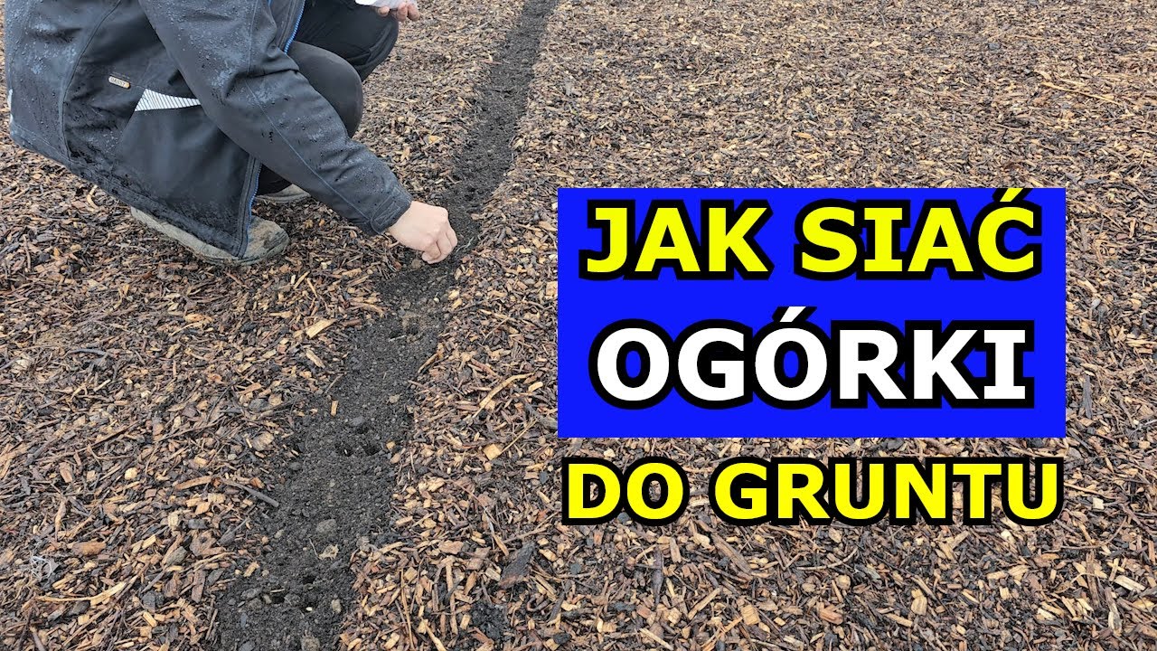Jak siać Ogórki DO GRUNTU. Siewy Ogórków gruntowych Krok po Kroku. Uprawa Sąsiedztwo Rozstaw Odmiany