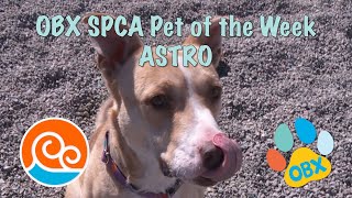 OBX SPCA Pet of the Week - Astro