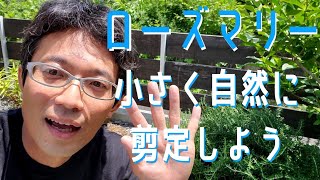 【ローズマリーの手入れ】小さく自然な姿に剪定しよう