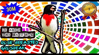 Suara Burung Merdu Pagi Hari Untuk Masteran - Rose-breasted Grosbeak