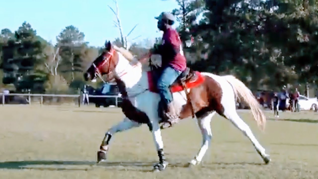 Best Gaited Mare Contest at a Texas Walking Horse Trail Ride YouTube