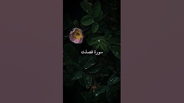 من الآية ٣٠ إلى الآية ٣١ من سورة فُصِّلَتْ بصوت القارئ ناصر القطامي