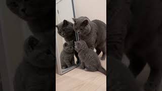 Mirror Curiosity – British Shorthair Kittens 🐾 #cat #cute 小さな発見とぬくもり、鏡の前のブリティッシュショートヘア 🐾