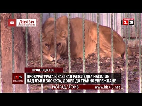 Прокуратурата в Разград разследва жестокост срещу лъв в зоокъта, довела до трайно увреждане