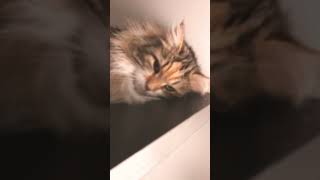 Sassy cat #cat #remix