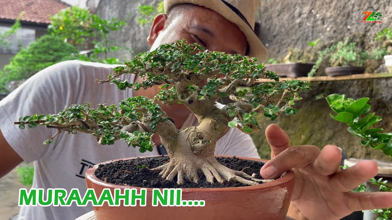 BINGUNG NENTUKAN HARGA BONSAINYA ..?? BEGINI CARANYA...