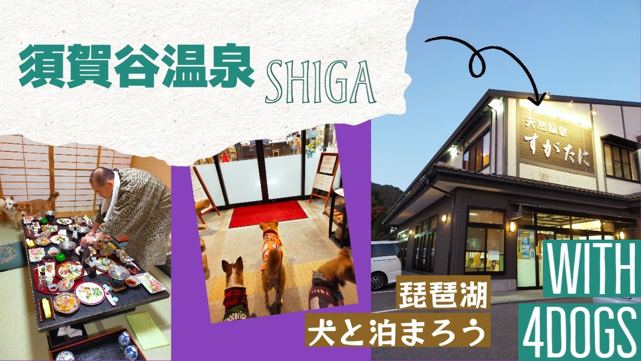 須賀谷温泉　滋賀県で犬４匹と豪華に泊まる(*'▽')近江牛に温泉♪半露天風呂付客室徹底解剖！