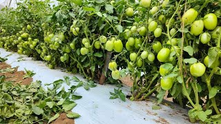 गर्मियों में टमाटर की खेती | अप्रैल मई में टमाटर की खेती | Tamatar ki kheti 2024 | Tomato farming