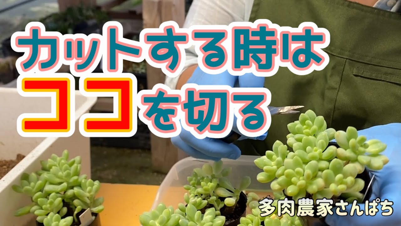 Top【選抜株】多肉植物　363008シュガー キス　80個　鉢無し/脱土 Succulents] Where to Cut When Pruning - YouTube