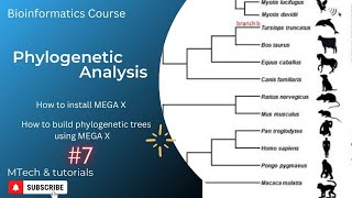 Phylogenetic analysis | how to build phylogenetic trees using MEGA X