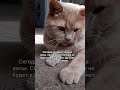 Весы котмишель Cat юмор ржака мем прикол настроение позитив смех Funnycats Весы котмишель Cat юмор ржака мем прикол настроение позитив смех Funnycats