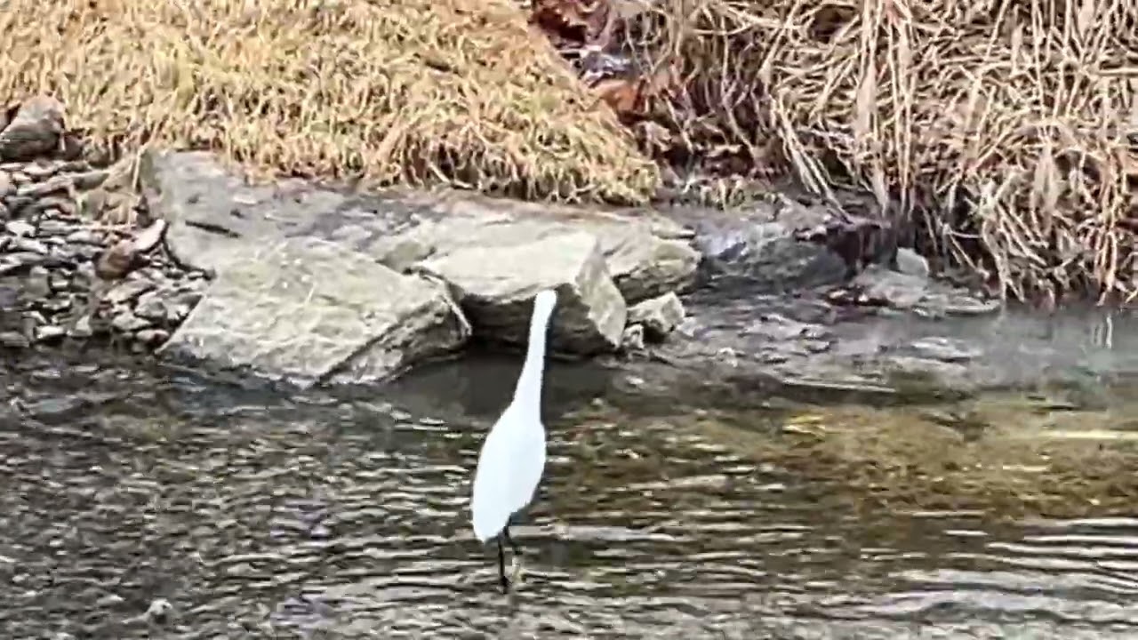 괄호밖의 관찰11-쇠백로의 갱스터 워킹 #쇠백로 #일상 #걷기 #백석천 #의정부 