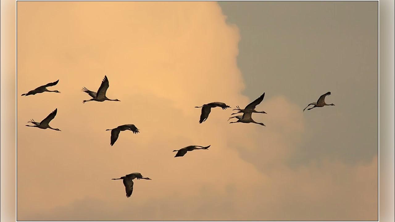 журавль таманский полуостров. журавли ые. журавли летают. изображение летящих журавлей. якутский стерх.