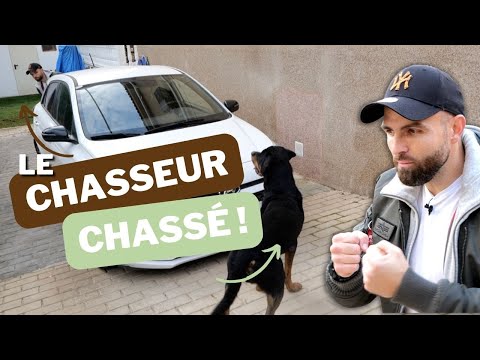 Ou comment jouer avec son chien SANS RIEN !