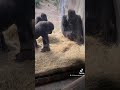 Gorilla VS Snake at Animal Kingdom