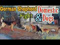 German Shepherd Fight With Domestic Dogs | Territory Protection Behaviour | Ethology