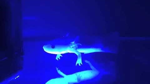 iKaossilator demo song